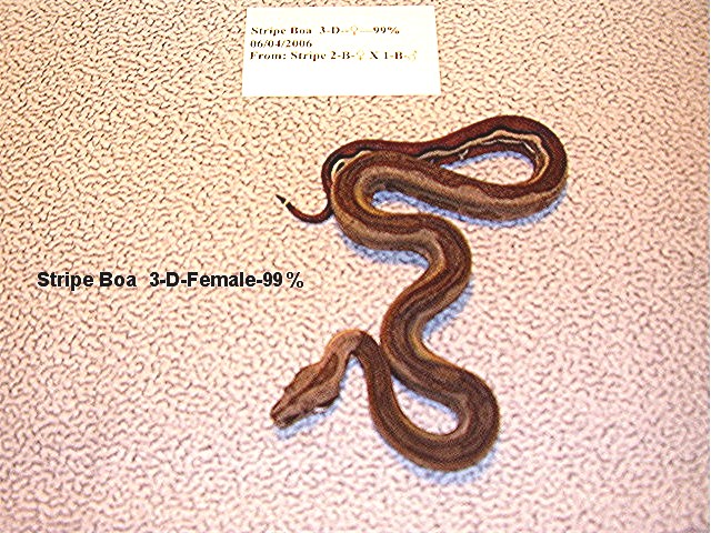 Stripe Boa  3-D-Female-99%