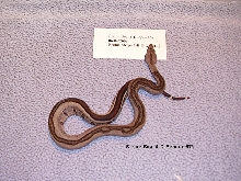 4-D-Female-97%