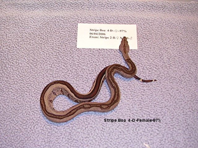 4-D-Female-97%