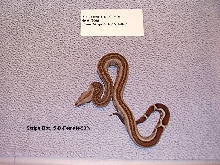 5-D-Female-90%