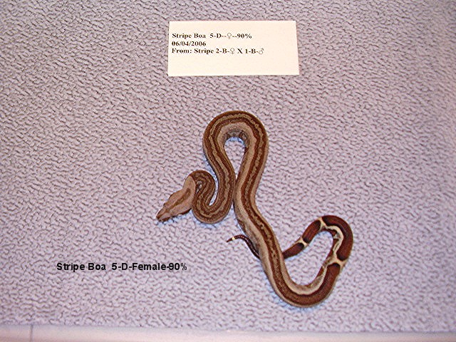 5-D-Female-90%