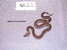 6-D-Female-90%