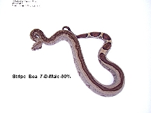 Stripe Boa #7-D-Male-90%