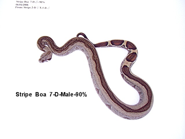 Stripe Boa #7-D-Male-90%