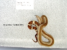 Stripe Boa  7-D-Male-90% Photo #2