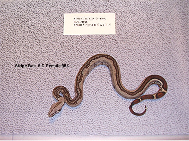 8-D-Female-85%