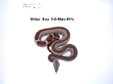Stripe Boa #9-D-Male-85%
