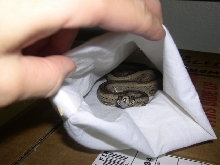 New Arrival (Stripe Boa #6-D-Female-90%)