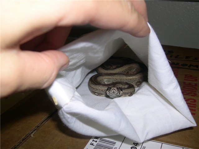 New Arrival (Stripe Boa #6-D-Female-90%)
