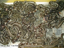 Genetically Proven Striped Boas