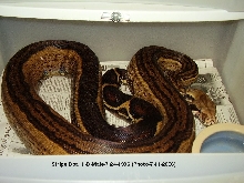 Stripe Boa 1-B Male