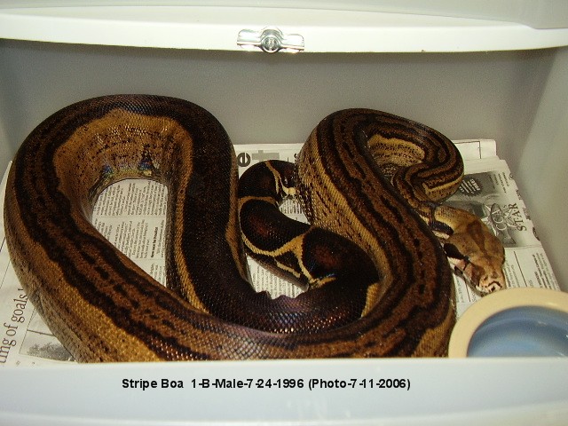Stripe Boa 1-B Male