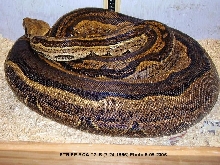 Stripe Boa 2-B Female