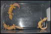3 Jungle Tremper Females