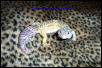 Male High Yellow