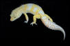 Male Tremper Jungle