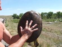 Big Soft-Shell