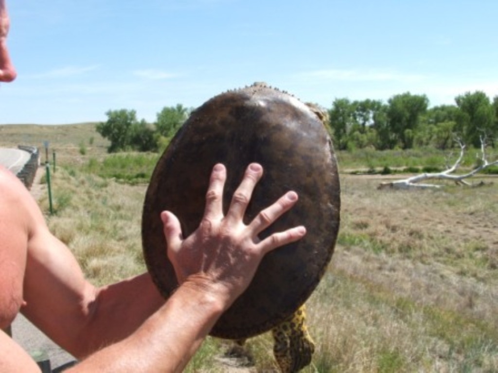Big Soft-Shell