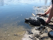 Common Snapping Turtle