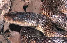 Elaphe sp. head