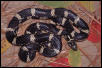 Eastern Kingsnake