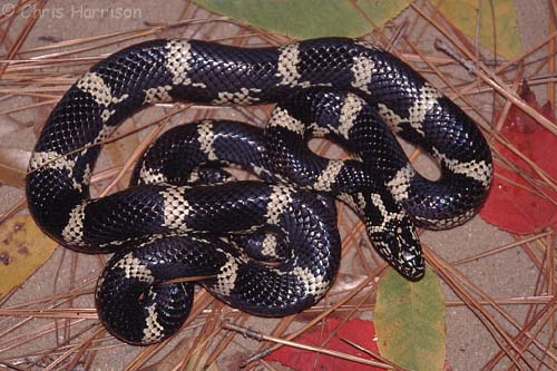 Eastern Kingsnake
