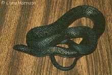 African Mole Snake