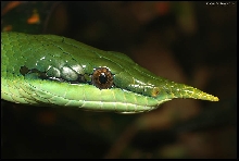 Rhynchophis