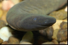 Typhlonectes natans