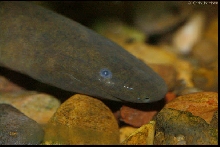 Typhlonectes natans