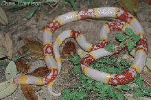 Albino Texas Coral Snake