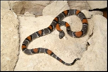 female Gray-banded Kingsnake from Pandale road