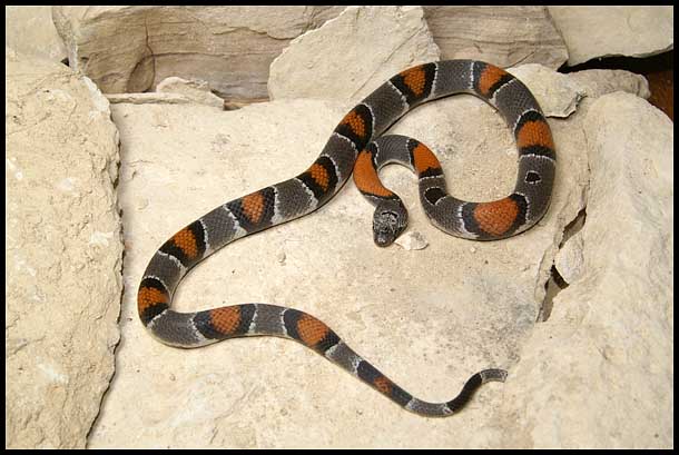 female Gray-banded Kingsnake from Pandale road