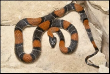 male Gray-banded Kingsnake from Pandale road