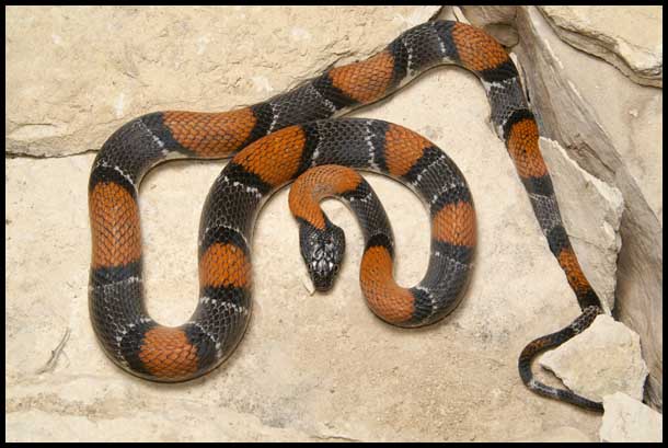 male Gray-banded Kingsnake from Pandale road