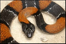 head of male Gray-banded Kingsnake from Pandale road