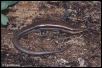 Five-lined or Coal Skink?