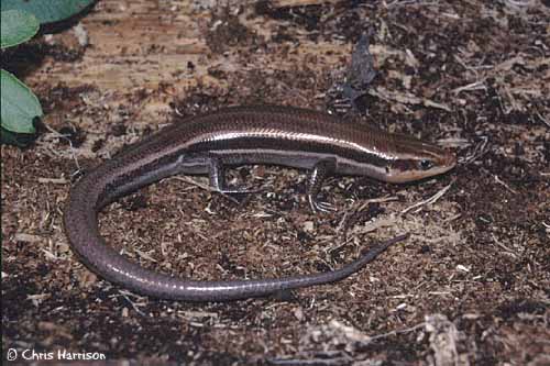 Five-lined or Coal Skink?