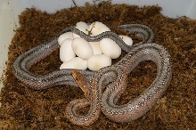 bairdi with 12 eggs