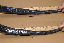 can you sex these black milksnakes?