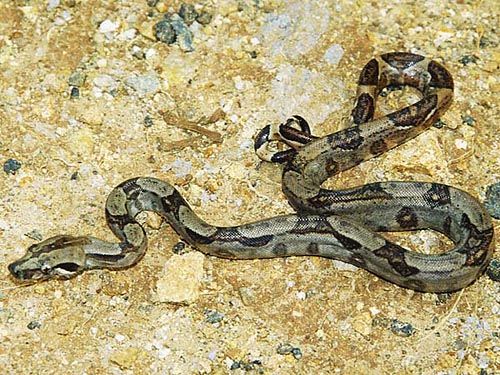 wild boa constrictor
