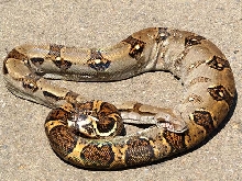 Boa Constrictor DOR