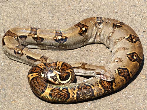 Boa Constrictor DOR