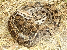 DOR Boa constrictor
