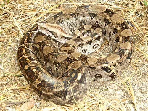 DOR Boa constrictor