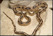 Trans-pecos Ratsnake from the river road