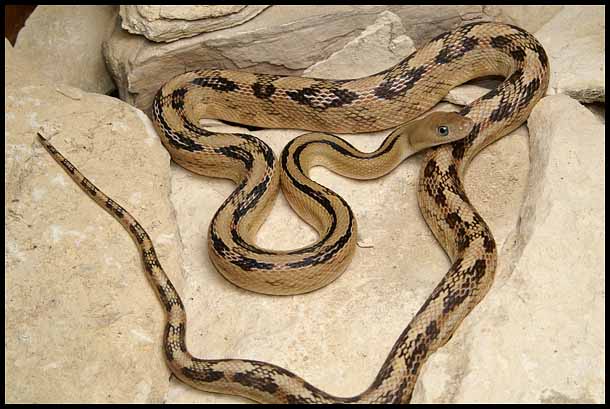 Trans-pecos Ratsnake from the river road