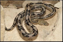 Trans-pecos Ratsnake from the river road 2