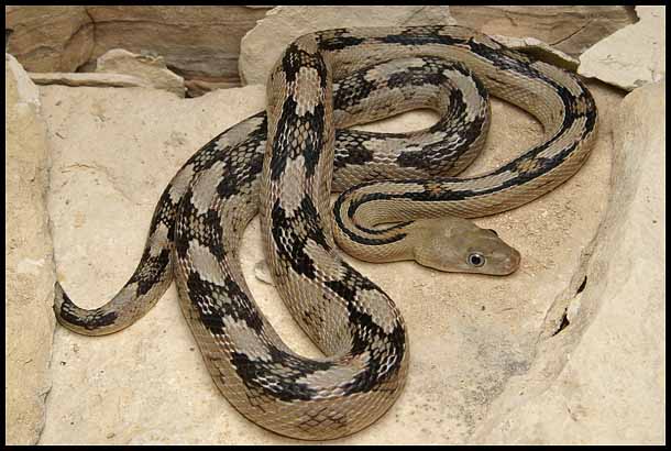 Trans-pecos Ratsnake from the river road 2