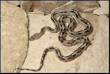 Trans-pecos Ratsnake from the river road W1
